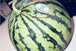 网红瓜太熟可以吃吗,揭秘能否直接食用之谜