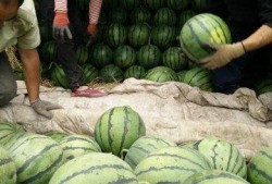 西藏网红新瓜最新爆料,揭秘幕后真相，带你走进神秘网红世界